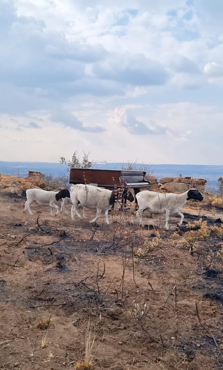 Sheep crossing the mountain set in front of the grand piano