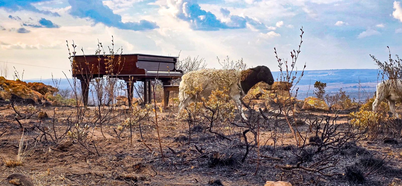 Grand piano and sheep on the remote music video set